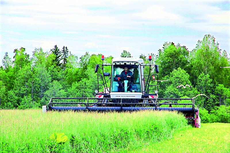 Есть предприятия, о которых не говорят громко. Их сила в ритме, знакомом каждому, кто встаёт раньше солнца: дойка, поле, ремонт, снова поле. ООО «Нива» живёт именно так — без фанфар, но с твёрдым шагом, который даёт людям главное —  уверенность.