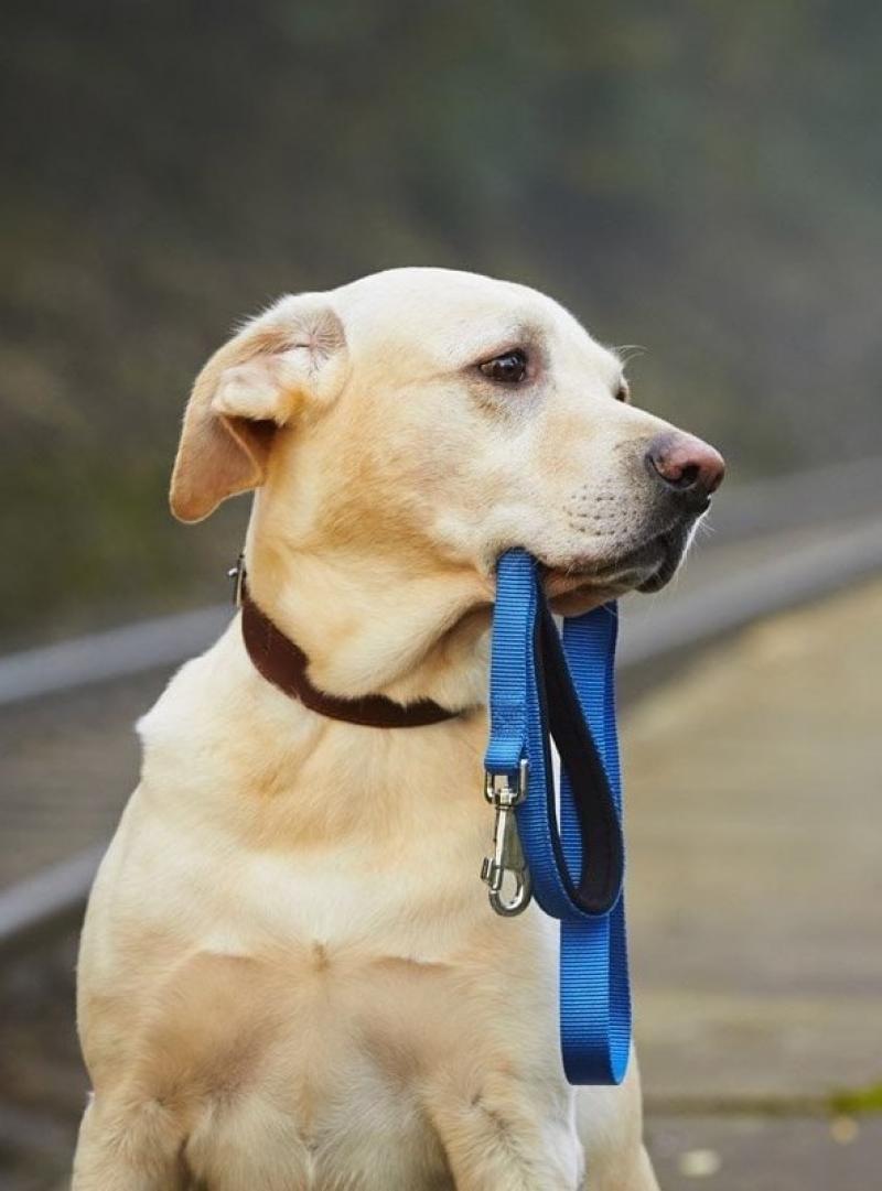 Каждый из нас, выбирая в члены семьи питомца, берёт на себя большую ответственность. К сожалению, хозяева об этом нередко забывают и относятся к его содержанию спустя рукава. 