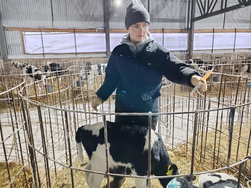 Студентки из Великоустюгского колледжа проходят практику  на ферме ООО «Нива».