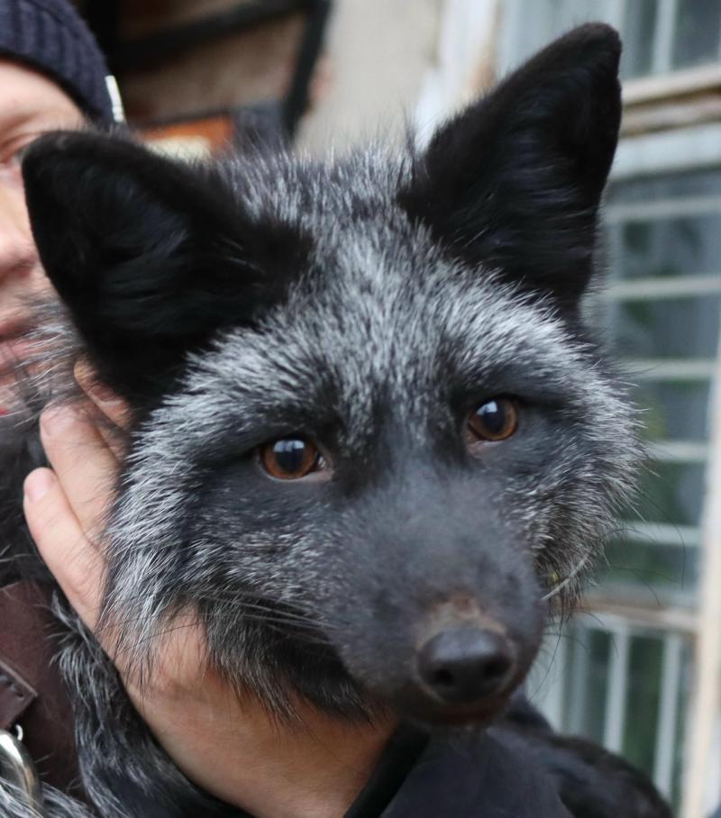 Тотемский Чёрный лис Фокси  на днях отметил День рождения.