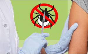 На Вологодчине стартовала массовая иммунизация против клещевого энцефалита